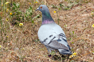 An common pigeon walking in the woods