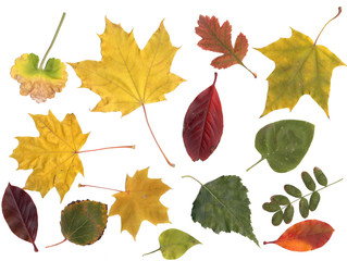 collection of leafs