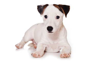 Jack Russell Terrier isolated on white