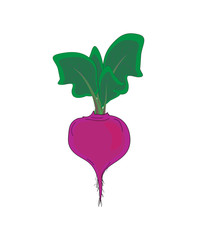 Vegetable,  beet with green leaves, vector