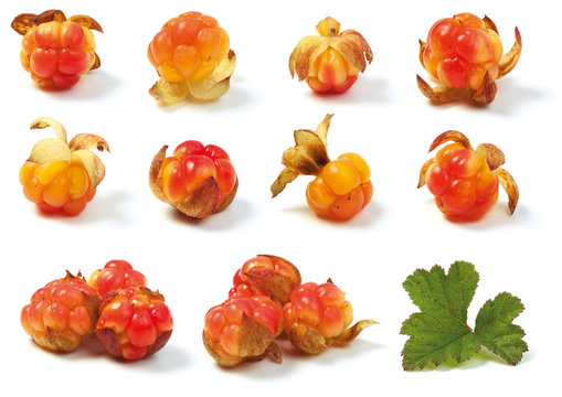 Various wild cloud-berries