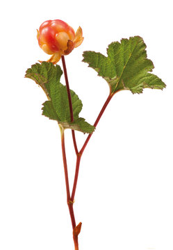 Ripe cloud-berry