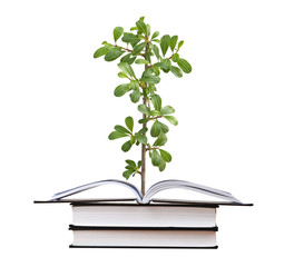 Plant growing from open book