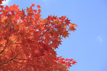 紅葉
