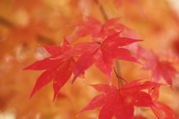 紅葉