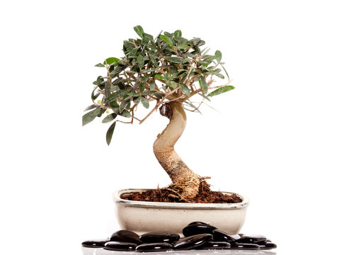 bonsaï olivier et galets
