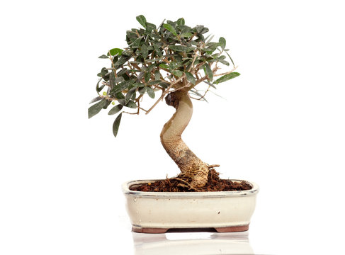 bonsaï -  olivier de 8 ans