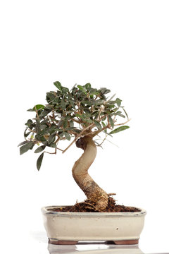 bonsaï - olivier de 8 ans