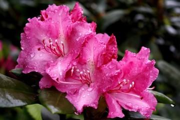pink Rhododendron