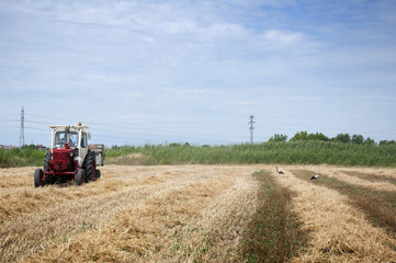 Tractor straw. Storks foraging