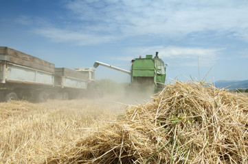 Fototapeta premium Tractor and combine harvesting