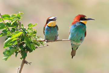 european bee eater (Merops Apiaster)