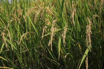 稲穂