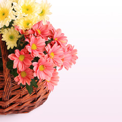 gerbera flowers in wicker basket