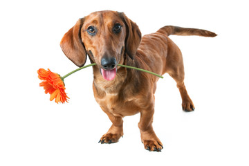 dachshund holding a flower in its mouth