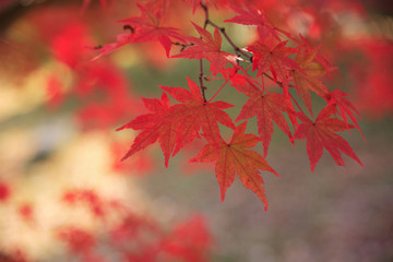 紅葉