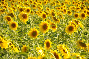 Fototapeta premium campo de girasoles