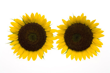 Obraz premium ヒマワリの花