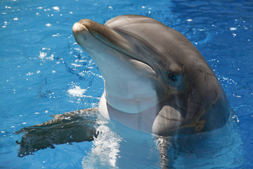 Dolphin