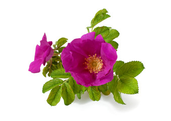 Bl&uuml;te der Hagebutte