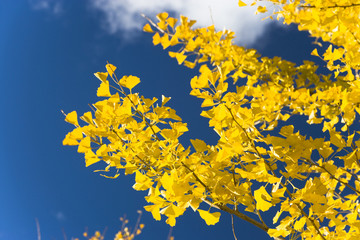 黄葉するイチョウの木