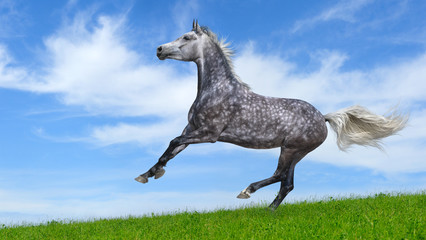 Fototapeta na wymiar Dapple-gray arabian galloping horse
