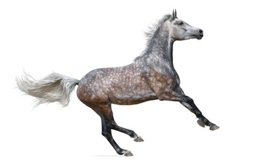 Dapple-gray arabian galloping horse