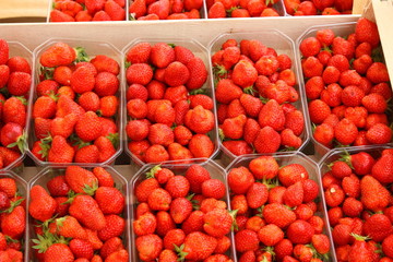 trays of beautiful red strawberries and ripe of France