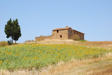 crete senesi, campo di girasoli