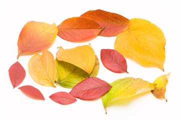 秋の木の葉