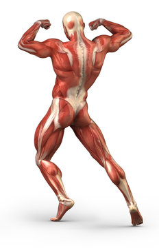 Human muscular back system anatomy in body-builder pose