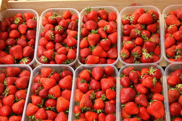 trays of beautiful red strawberries and ripe of France