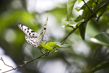 ホウライカガミの蜜を吸うオオゴマダラ