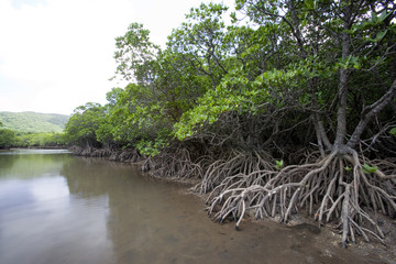 吹通川のマングローブ