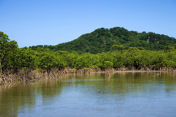 マングローブの群落