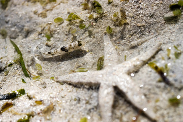 ハゼとヒトデ