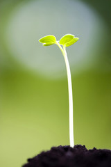 アオクビダイコンの発芽