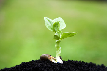 ソラマメの発芽