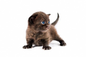 Brown british kitten
