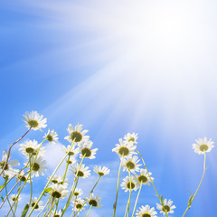 Camomile flowers