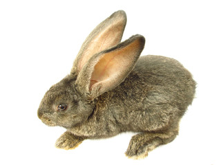 Grey rabbit