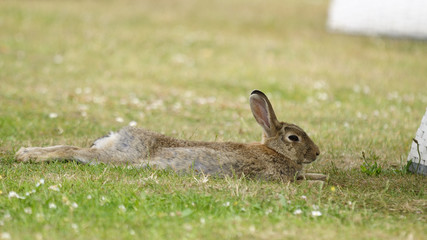 Wildkaninchen