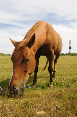 Pferd bei Kampen auf Sylt