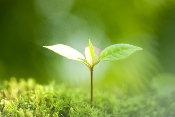 ナツツバキの苗