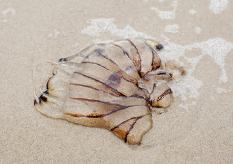 méduse échouée sur la plage
