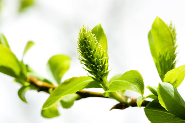 柳の芽吹き