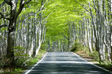 新緑のブナ林と道