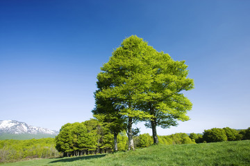 草原と木