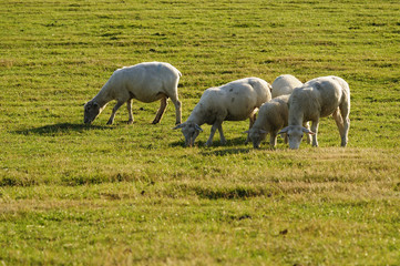 Schafe auf der Weide