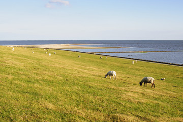 Schafe auf dem Deich